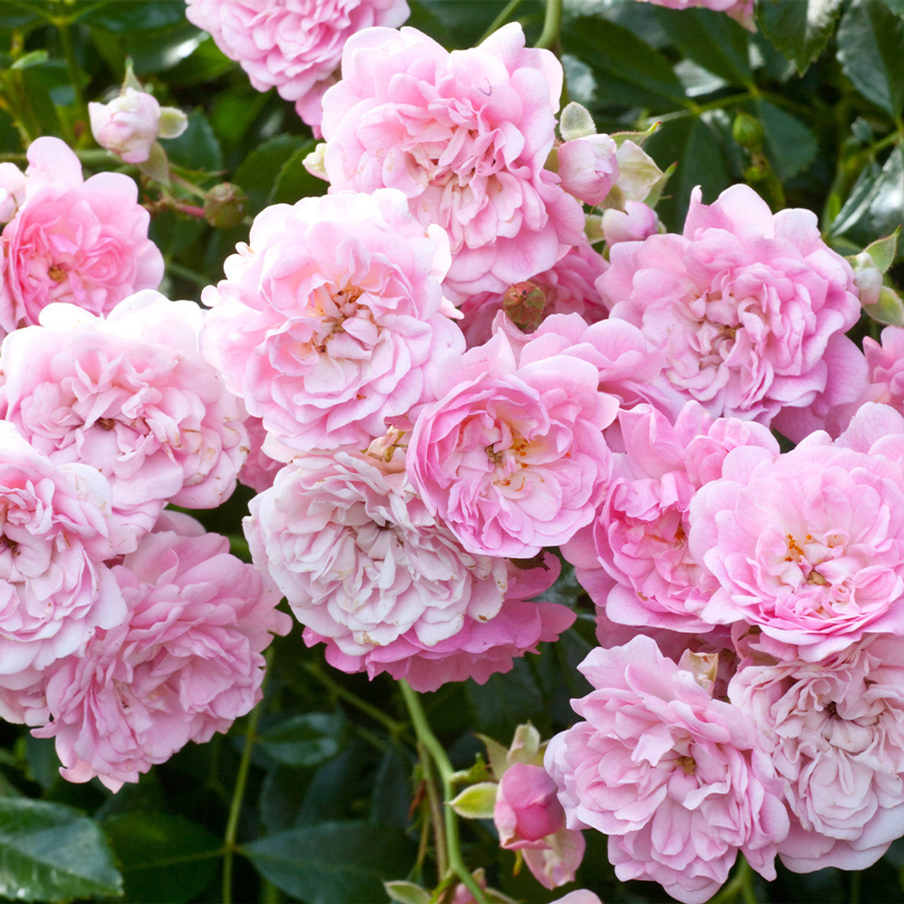 Exotic Hybrid Climbing Rose Flower Seeds – Pack of 20  - Kanyakumari - Rose Seeds