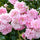 Exotic Hybrid Climbing Rose Flower Seeds – Pack of 20  - Kanyakumari - Rose Seeds