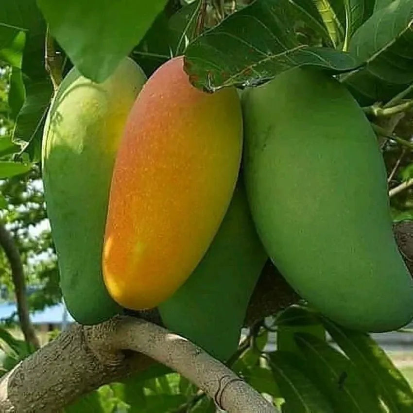 Mango Plant (Malda (Fazli)) ) Live Mango 1 Plant (Mangifera indica) – Grafted Variety  -Fruit Plants