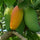 Mango Plant (Malda (Fazli)) ) Live Mango 1 Plant (Mangifera indica) – Grafted Variety  -Fruit Plants
