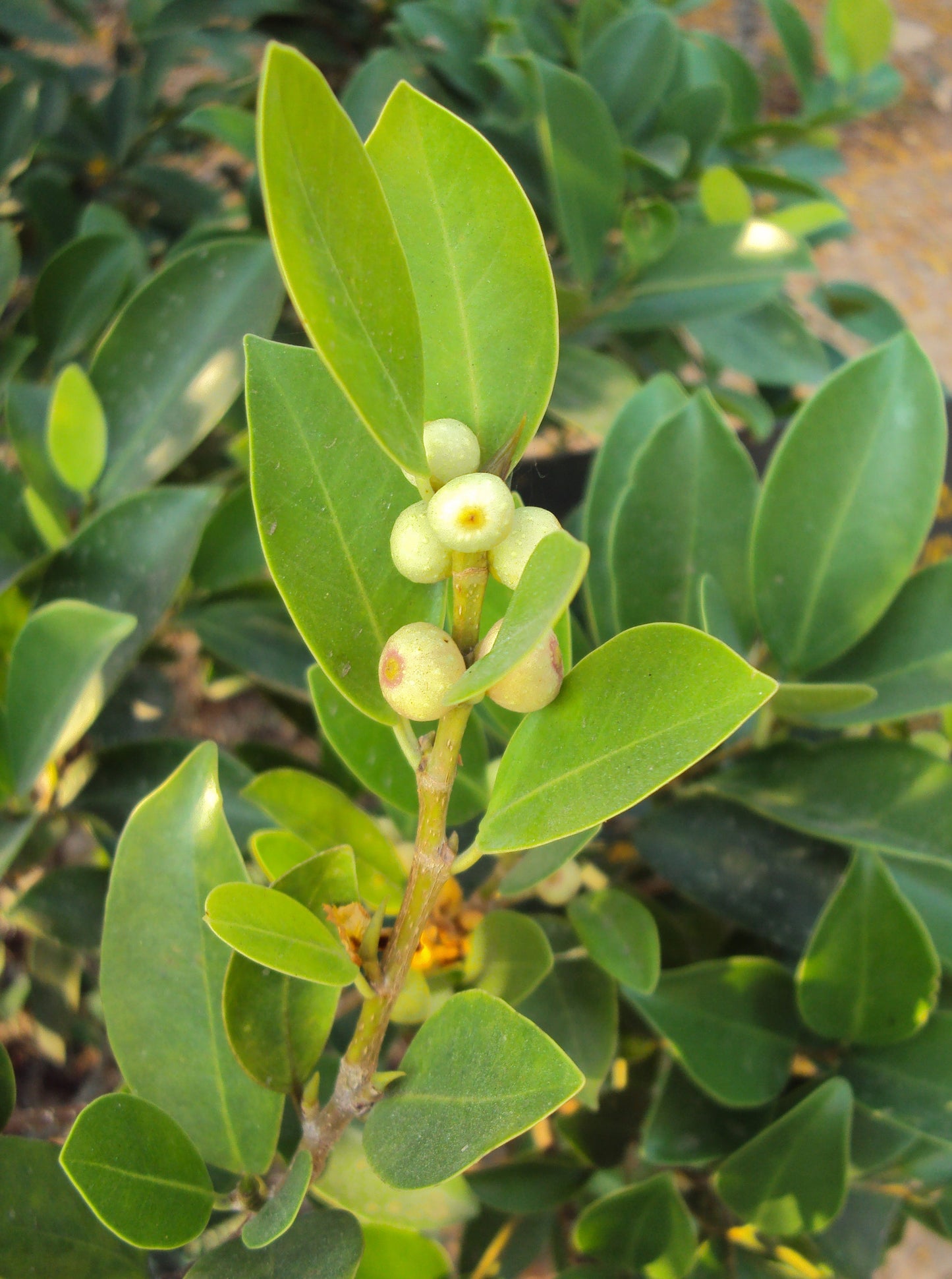 Live Ficus Microcarpa Ithi Plant: Air-Purifying Indoor Medicinal Greenery