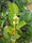 Live Ficus Microcarpa Ithi Plant: Air-Purifying Indoor Medicinal Greenery
