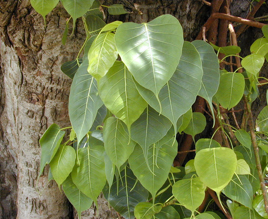Sacred Fig (Ficus Religiosa) Medicinal Plant - Healthy Live Plant in Polybag