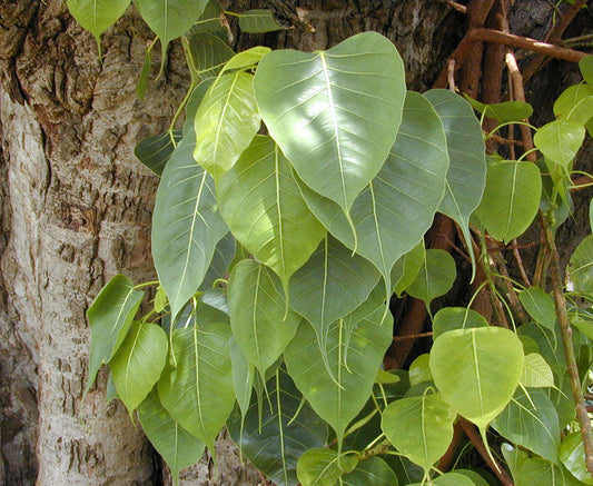 Sacred Fig (Ficus Religiosa) Medicinal Plant - Healthy Live Plant in Polybag