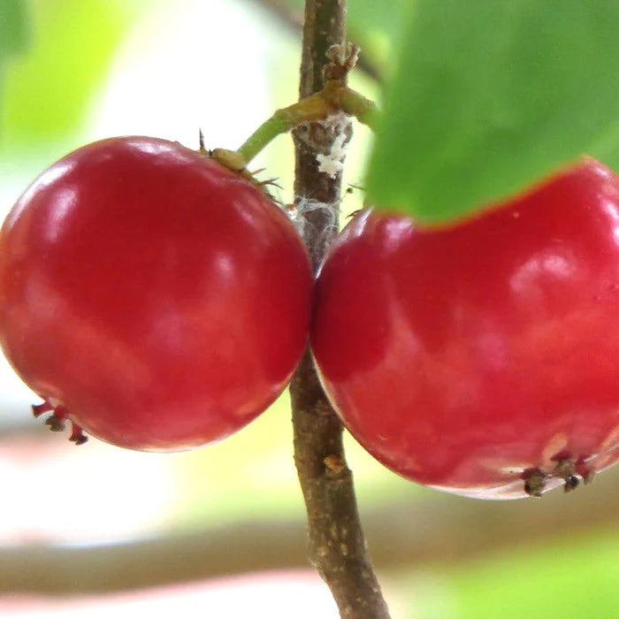 SWEET LOVI FRUIT PLANT EXOTIC PLANTS