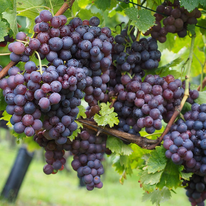 GRAPE FRUIT PLANT EXOTIC PLANTS