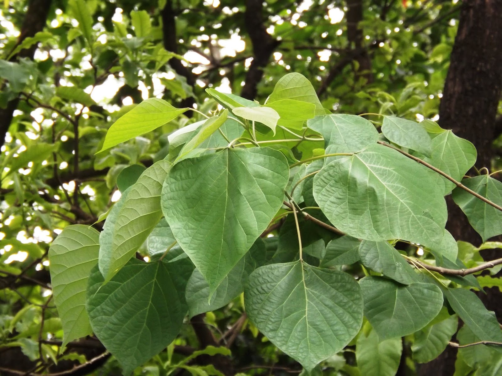 Kumizhu (Gmelina arborea) Live Medicinal Plant - Healthy & Ayurvedic Benefits