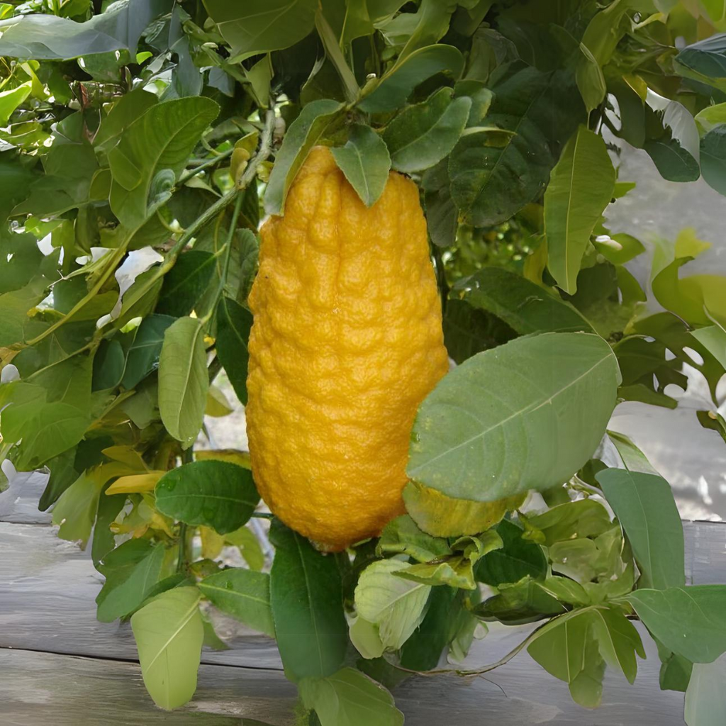 Lemon - Ganapathy Lemon - Citrus medica Fruit Plant