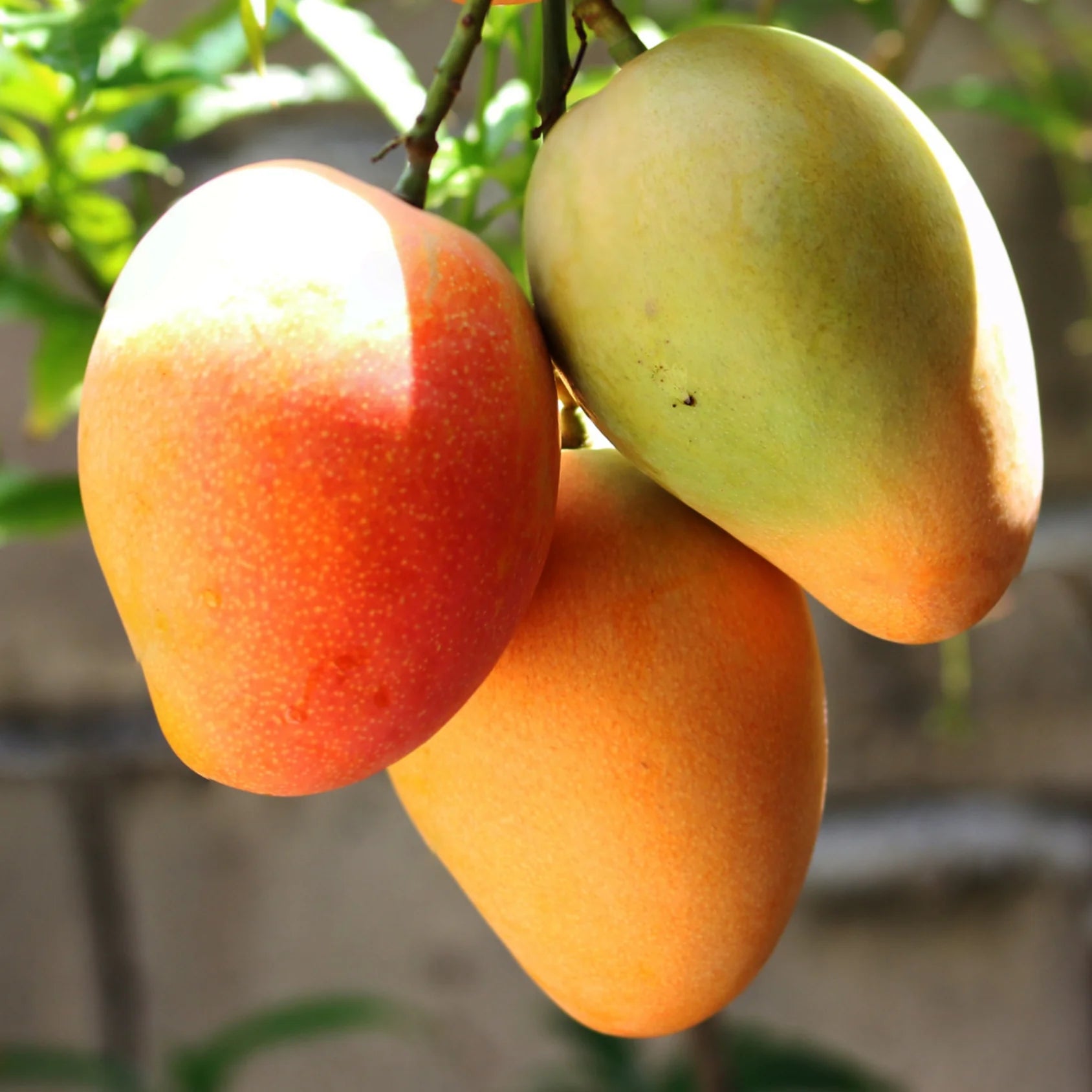 Mango Plant (Amrapali) ) Live Mango 1 Plant (Mangifera indica) – Grafted Variety  -Fruit Plants