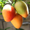 Mango Plant (Amrapali) ) Live Mango 1 Plant (Mangifera indica) – Grafted Variety  -Fruit Plants