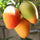 Mango Plant (Amrapali) ) Live Mango 1 Plant (Mangifera indica) – Grafted Variety  -Fruit Plants