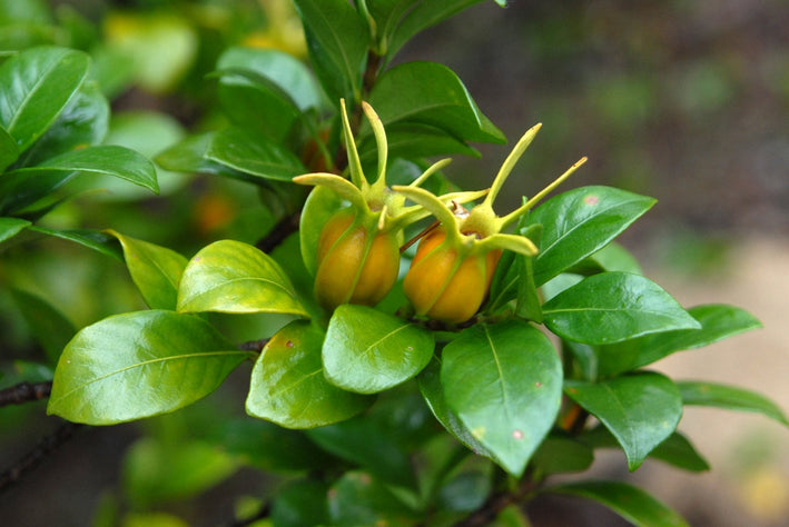 Gardenia Jasminoides-Medicinal Plant