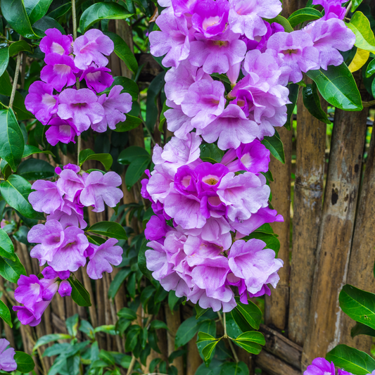 Fragrant Garlic Vine Mansoa Alliacea Live Plant: Fast-Growing, Beautiful Purple Flowers, Easy Care
