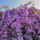 Fragrant Garlic Vine Mansoa Alliacea Live Plant: Fast-Growing, Beautiful Purple Flowers, Easy Care