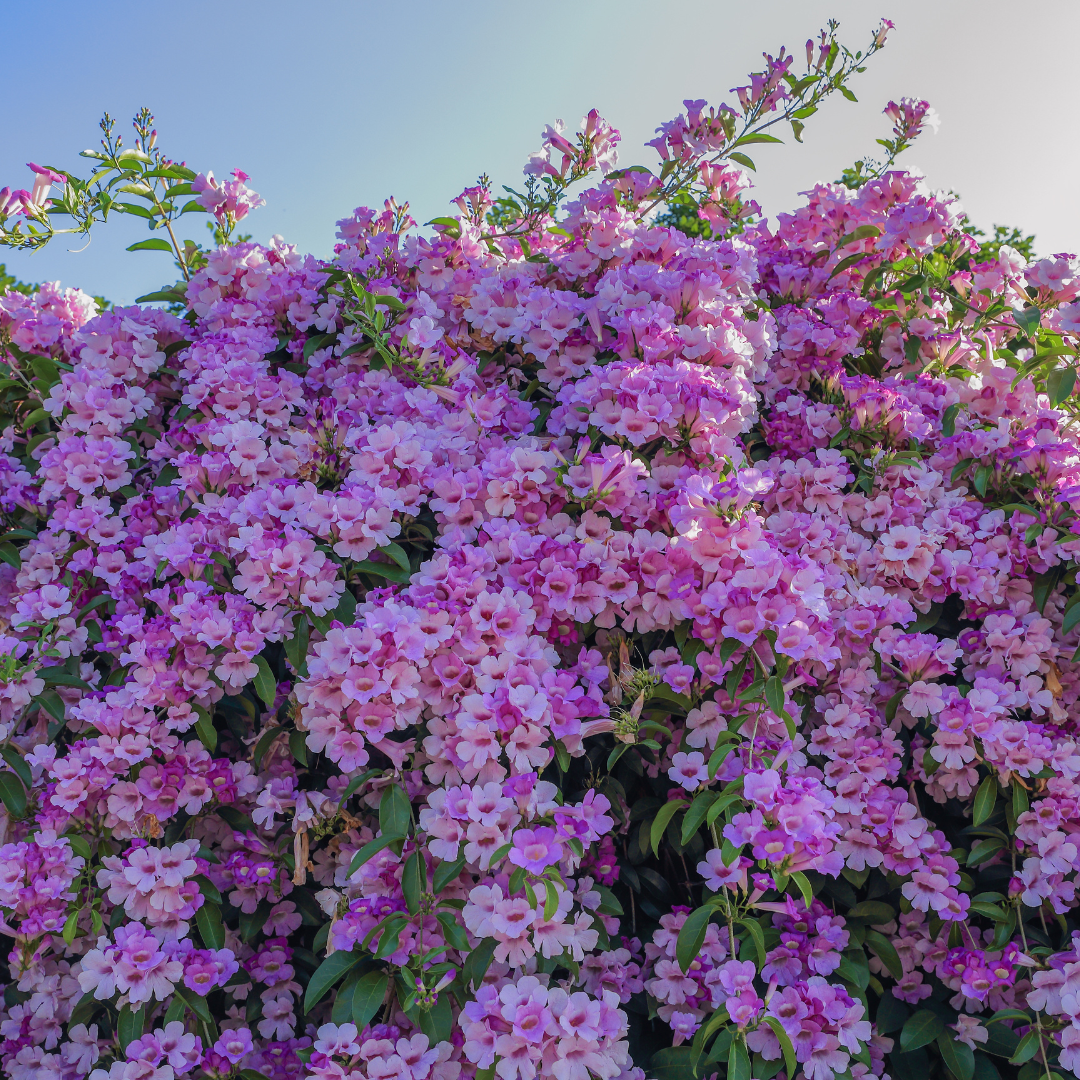 Fragrant Garlic Vine Mansoa Alliacea Live Climbing Flower Plant for Gardens