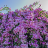 Fragrant Garlic Vine Mansoa Alliacea Live Climbing Flower Plant for Gardens