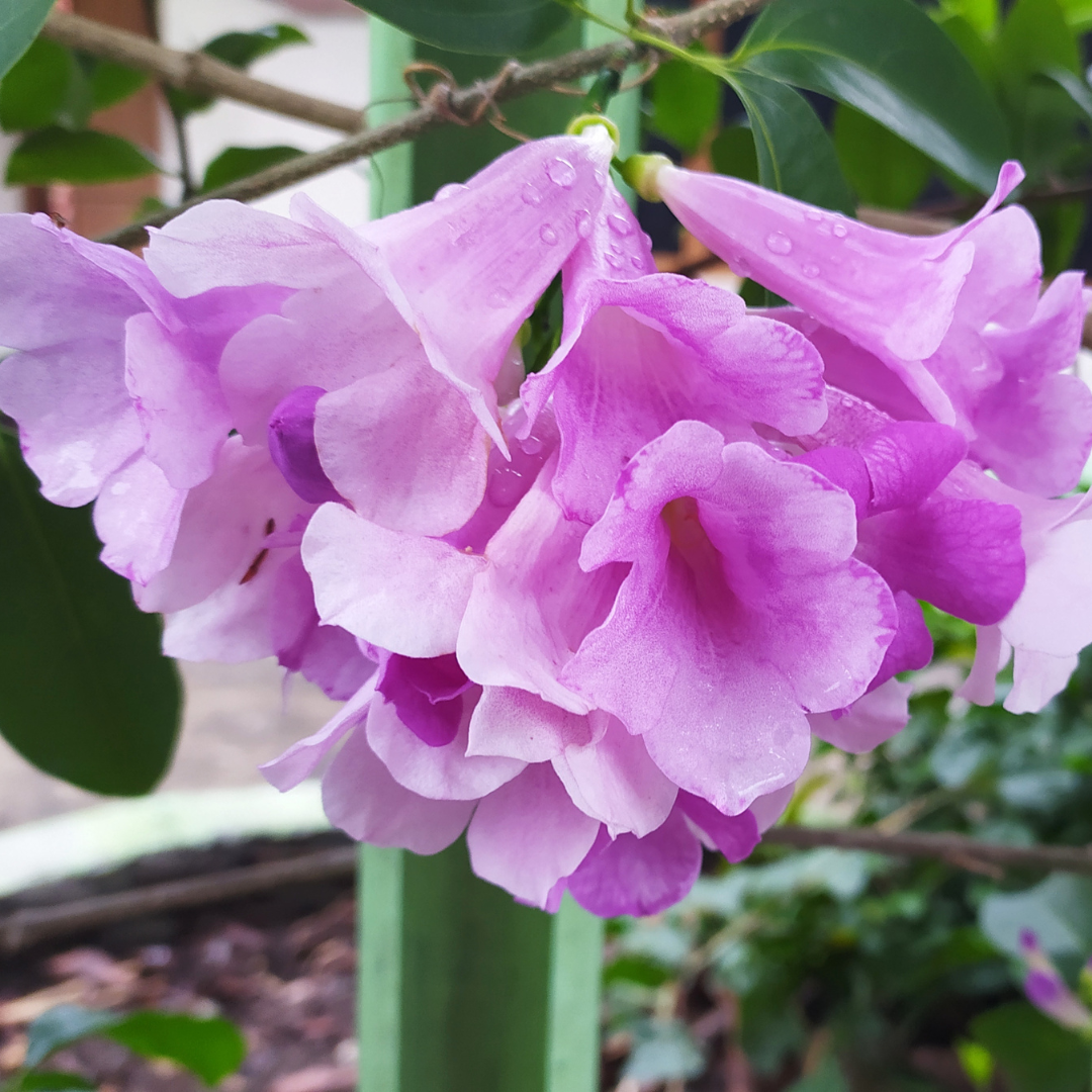 Fragrant Garlic Vine Mansoa Alliacea Live Climbing Flower Plant for Gardens