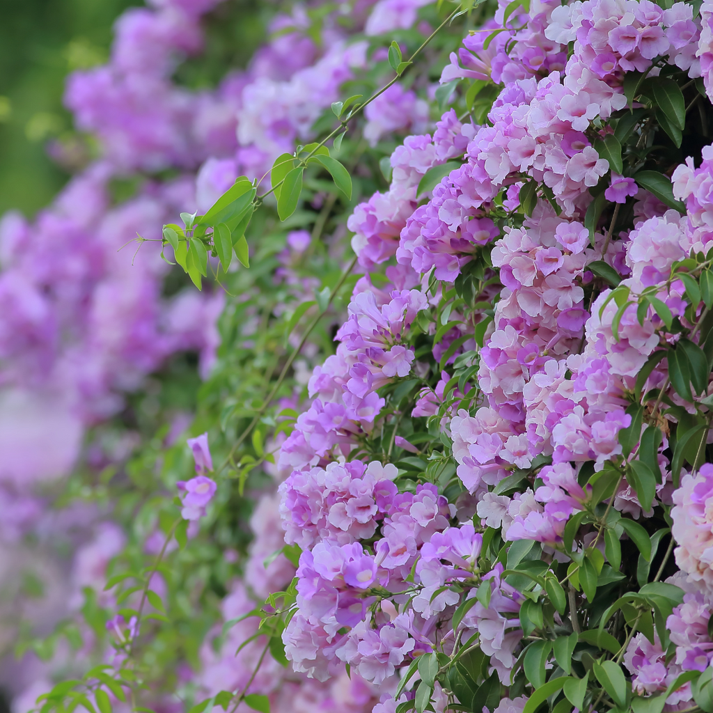 Fragrant Garlic Vine Mansoa Alliacea Live Plant: Fast-Growing, Beautiful Purple Flowers, Easy Care