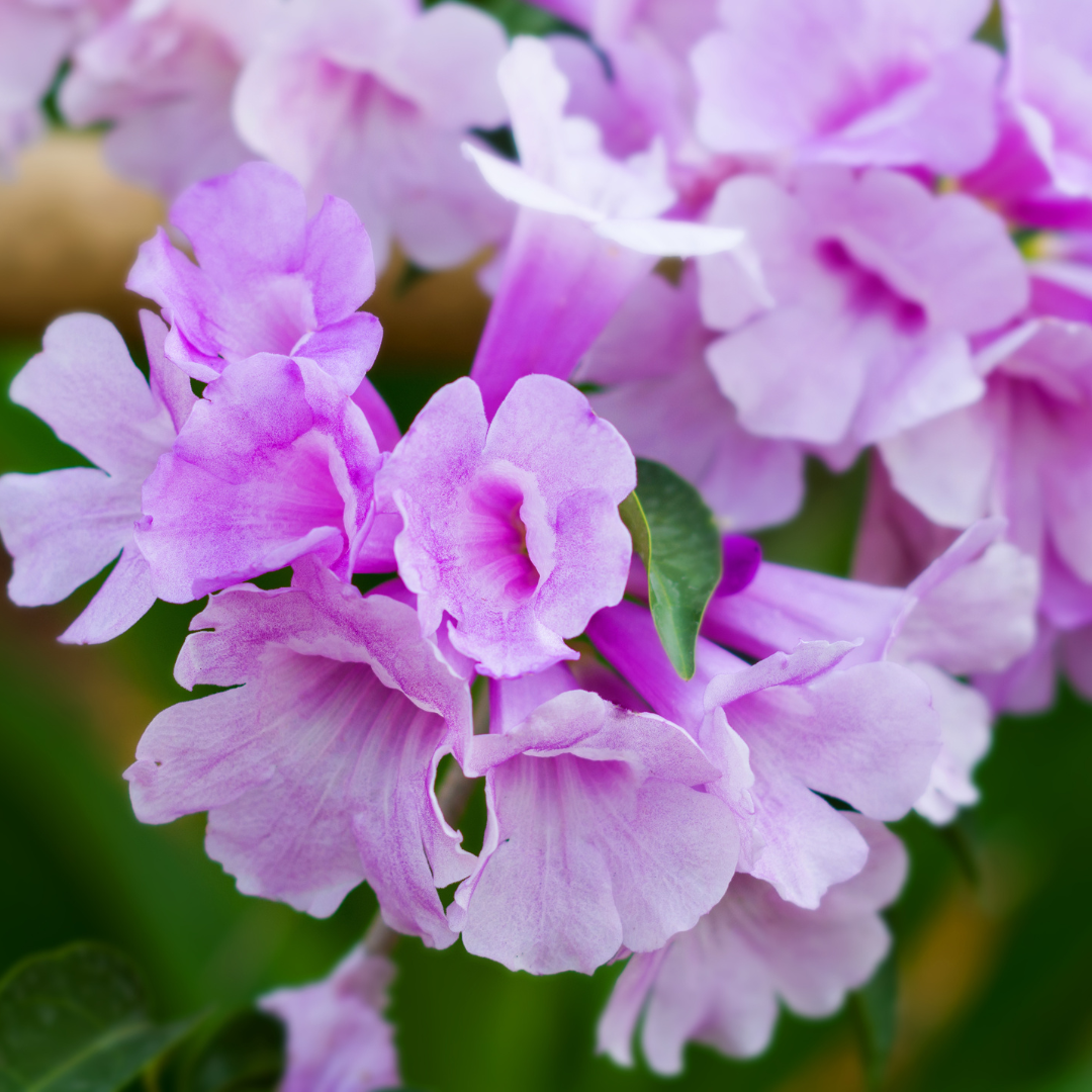 Fragrant Garlic Vine Mansoa Alliacea Live Climbing Flower Plant for Gardens