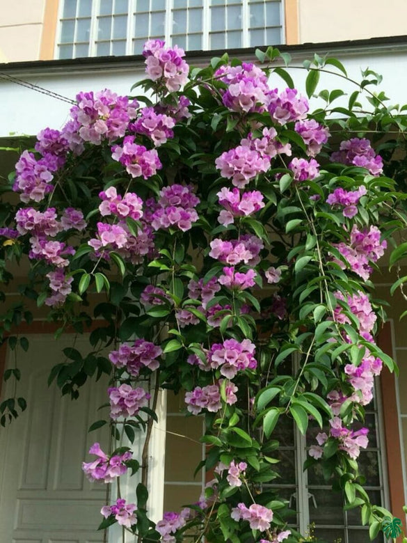 Mansoa Alliacea-Medicinal Plant