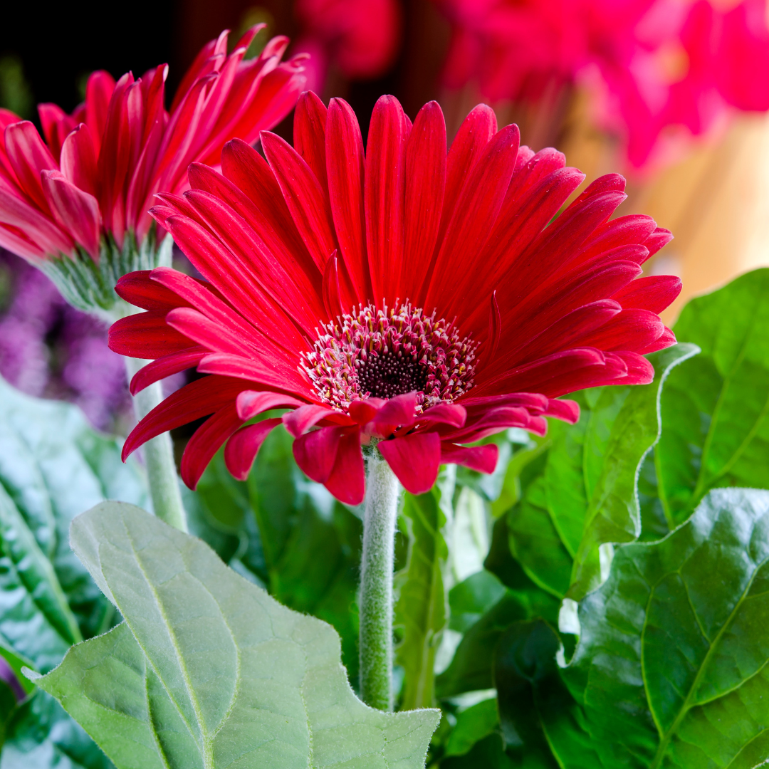 Vibrant Red Gerbera Hybrid Flower Plant Live in Polybag for Gardens