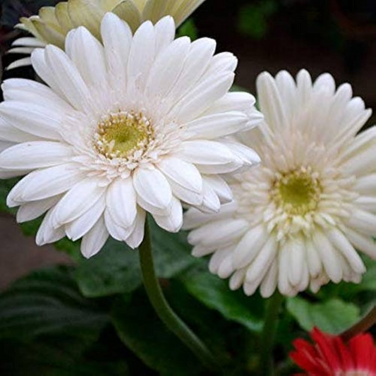 Premium White Gerbera Hybrid Flower Plant Live in Polybag for Gardens