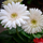 Premium White Gerbera Hybrid Flower Plant Live in Polybag for Gardens