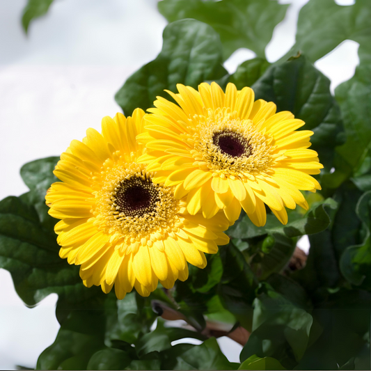 Vibrant Yellow Gerbera Hybrid Live Flower Plant - Potted Bloom