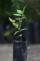 Jaboticaba Grauda Fruit Plant