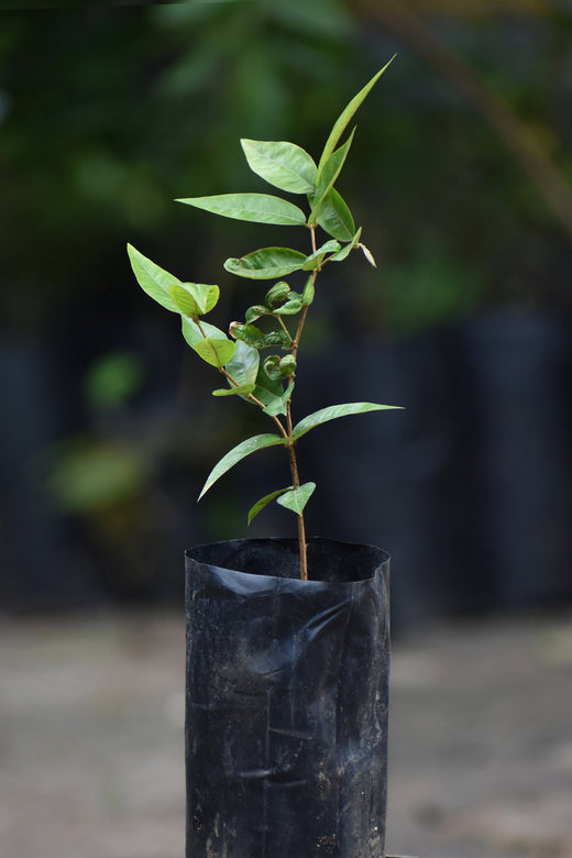 Jaboticaba Grauda Fruit Plant