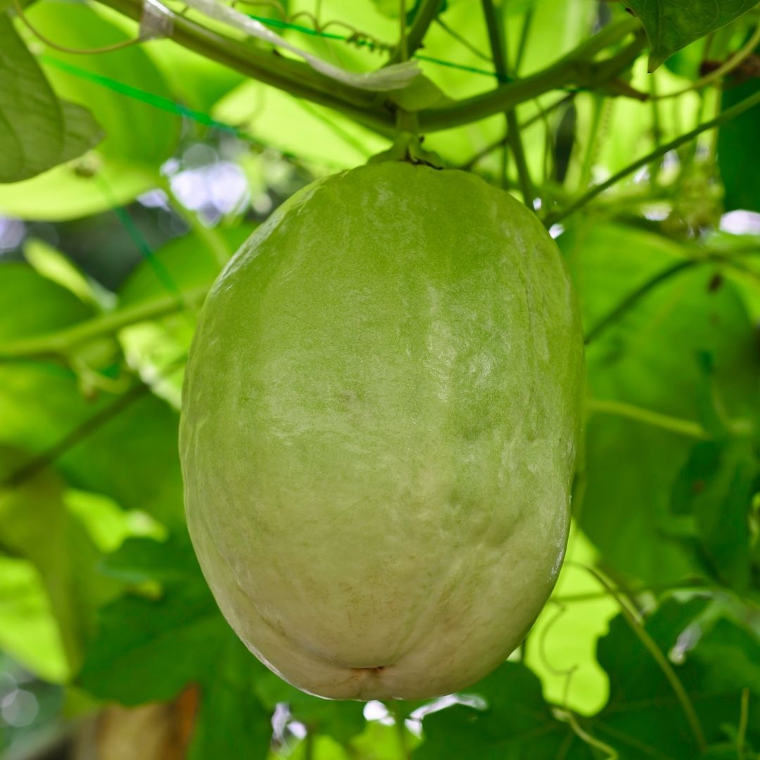 Giant Granadilla / Aakashavellari - Passiflora quadrangularis Fruit Plant