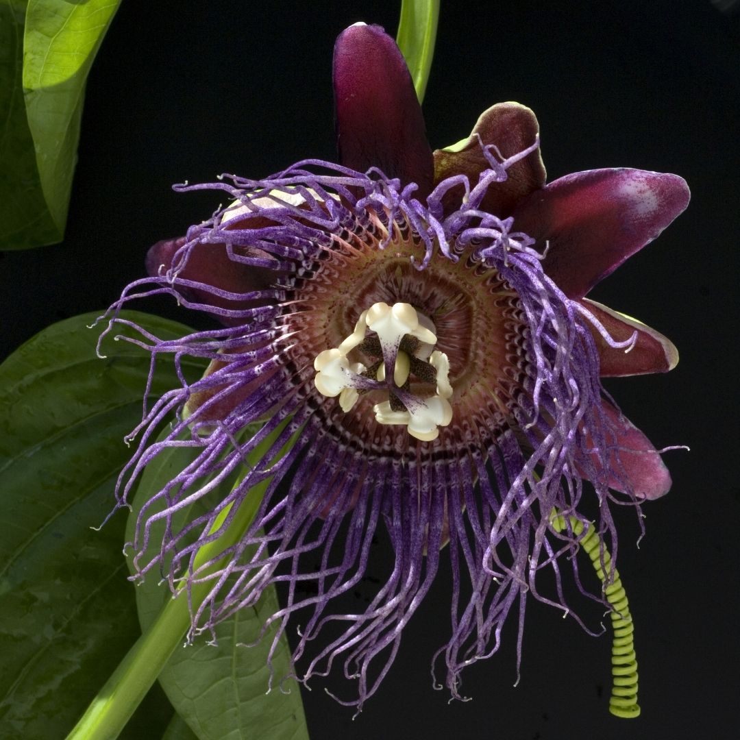 Giant Granadilla / Aakashavellari - Passiflora quadrangularis Fruit Plant