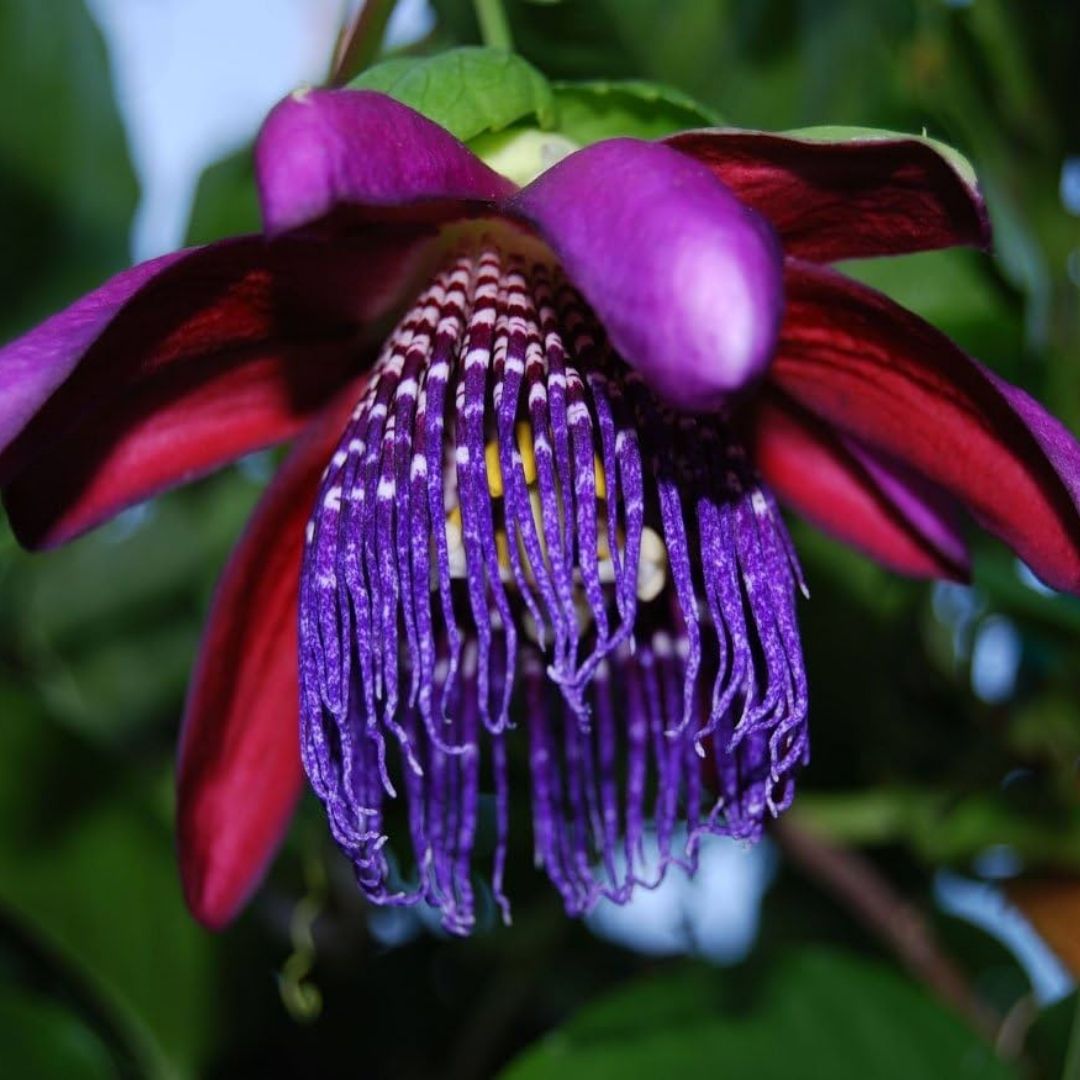 Giant Granadilla / Aakashavellari - Passiflora quadrangularis Fruit Plant