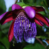 Giant Granadilla / Aakashavellari - Passiflora quadrangularis Fruit Plant