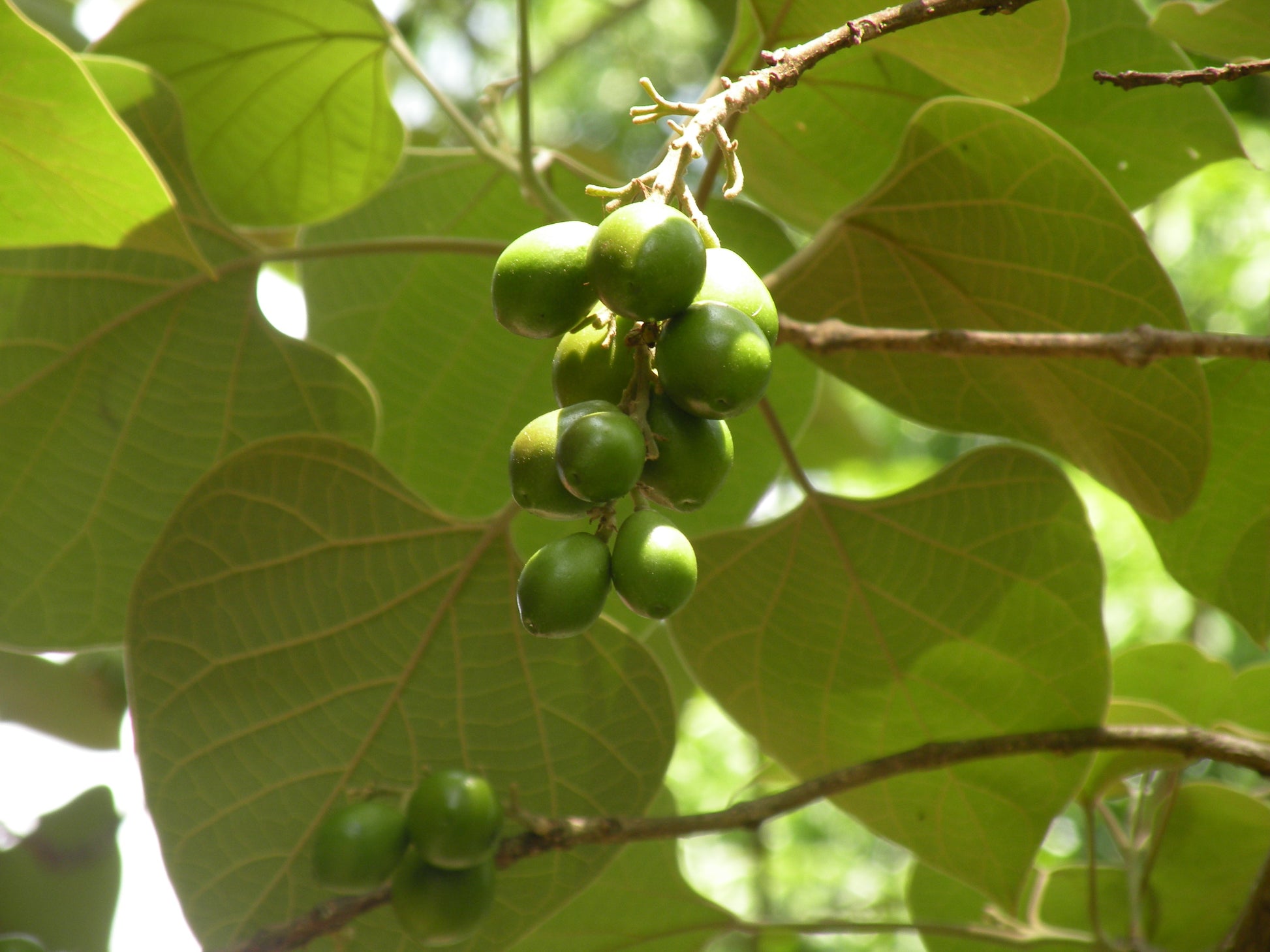 Kumizhu (Gmelina arborea) Live Medicinal Plant - Healthy & Ayurvedic Benefits