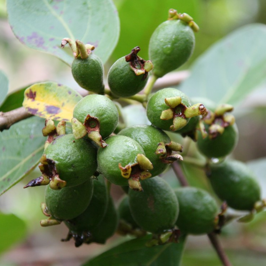 Exotic Grape Guava Munthiri Pera Fruit Plant - Healthy Live Sapling
