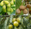 NAVAGRAHA (NINE PLANETS) - set of 9 plants -Medicinal Plant