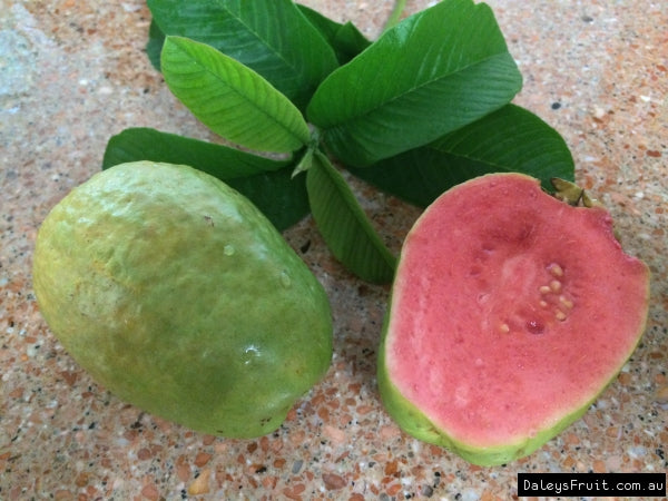 BRAZILIAN GUAVA FRUIT PLANT EXOTIC PLANTS