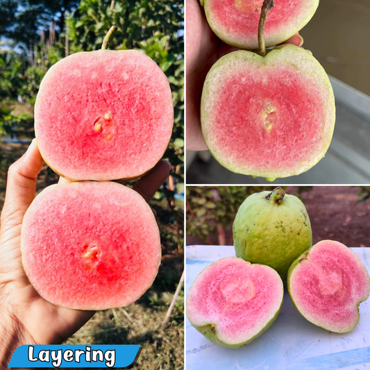 Japanese Red Diamond Guava Fruit Plant: Sweet, Seedless, Antioxidant-Rich for Your Garden
