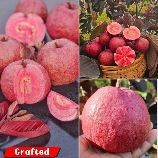 Exotic Black Diamond Guava Fruit Plant: Dark Skin, Pink-Red Juicy Sweet Flesh
