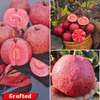 Exotic Black Diamond Guava Fruit Plant: Dark Skin, Pink-Red Juicy Sweet Flesh