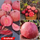 Exotic Black Diamond Guava Fruit Plant: Dark Skin, Pink-Red Juicy Sweet Flesh