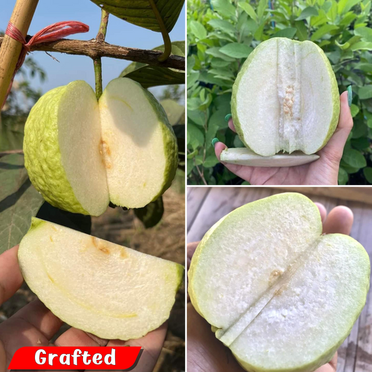 Premium White Diamond Guava Hybrid Fruit Plant - Sweet, Juicy, Crispy