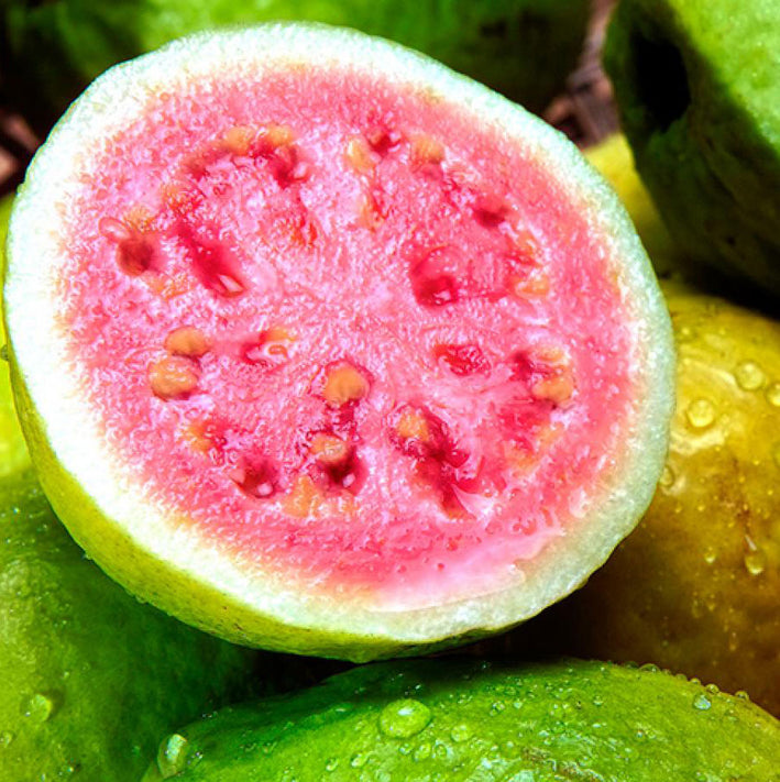 BRAZILIAN GUAVA FRUIT PLANT EXOTIC PLANTS