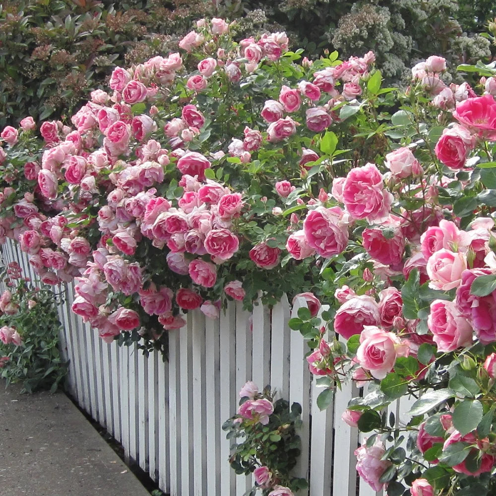 "Exotic Hybrid Climbing Rose Flower Seeds 20   - Tournament - Rose Seeds