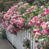 "Exotic Hybrid Climbing Rose Flower Seeds 20   - Tournament - Rose Seeds