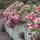 "Exotic Hybrid Climbing Rose Flower Seeds 20   - Tournament - Rose Seeds