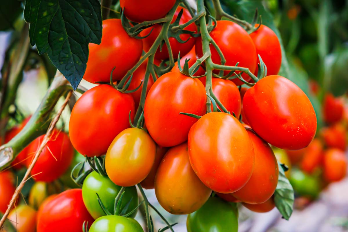 🍅 Roma Tomato Hybrid Seeds – 100 Seeds, Perfect for Sauces & Cooking  - Vegetable Seeds