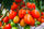 🍅 Roma Tomato Hybrid Seeds – 100 Seeds, Perfect for Sauces & Cooking  - Vegetable Seeds