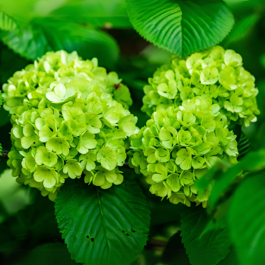 Vibrant Green Hydrangea Hybrid Flower Plant for Beautiful Garden Landscapes